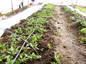 spinach bed